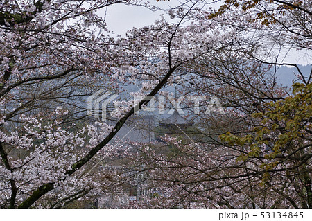 宗忠神社 桜 宗忠神社 桜 53134845