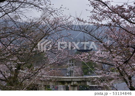 宗忠神社 桜 宗忠神社 桜 53134846