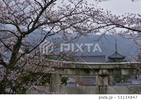宗忠神社 桜 宗忠神社 桜 53134847