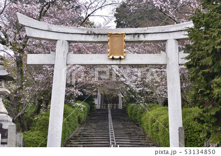 宗忠神社　桜 53134850