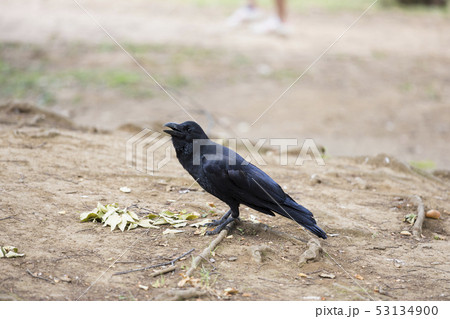 カラス カラス 53134900