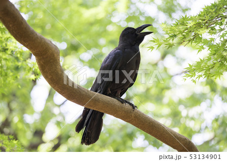 カラス カラス 53134901