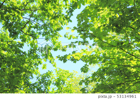 新緑　若葉 53134961
