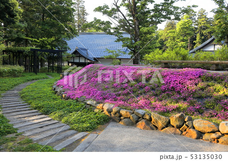 弥彦神社 境内 弥彦神社 境内 53135030