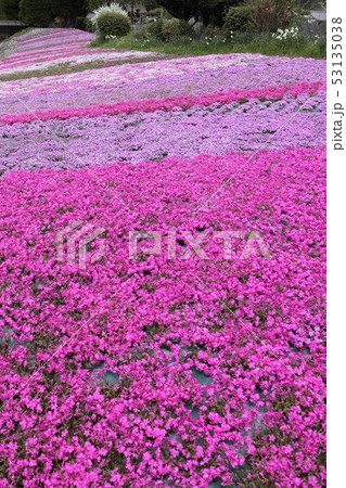 永沢寺芝桜 53135038