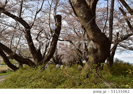 北上展勝地 北上展勝地 53135062