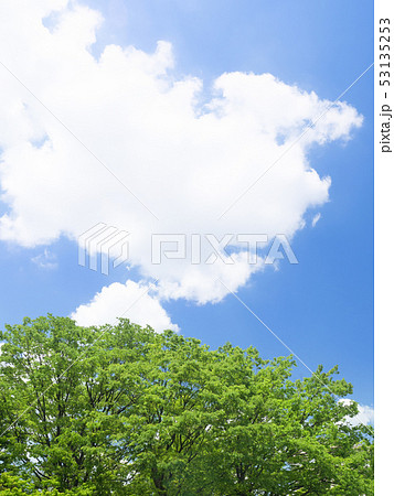 新緑と青空 53135253