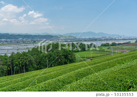 牧之原台地の茶畑 53135553