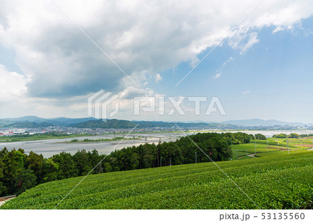 牧之原台地の茶畑 牧之原台地の茶畑 53135560