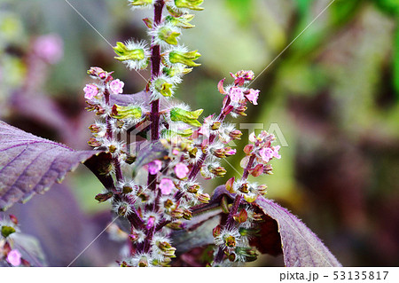紫蘇 しそ の花と実の写真素材