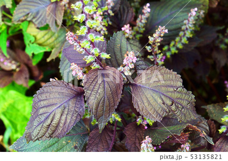 紫蘇 しそ の花と実の写真素材