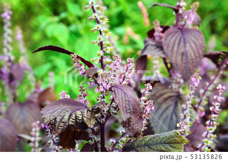 紫蘇 しそ の花と実の写真素材