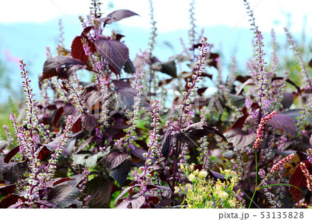 紫蘇 しそ の花と実の写真素材