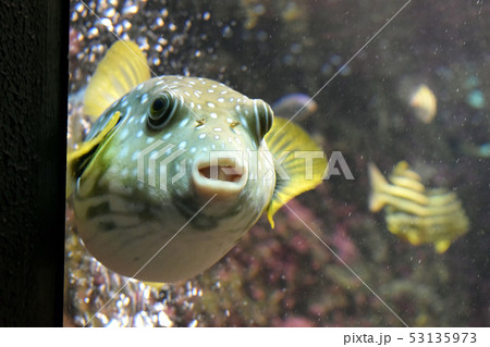 串本海中公園【南紀熊野ジオパーク】 串本海中公園【南紀熊野ジオパーク】 53135973