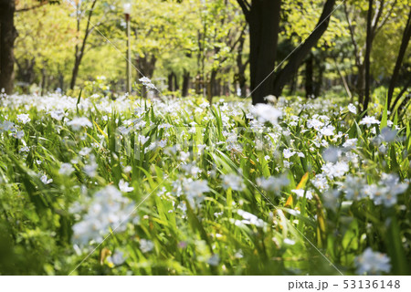 靭公園 靭公園 53136148