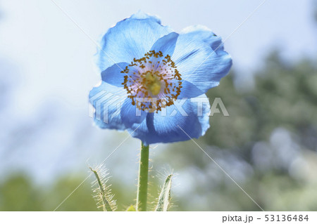 ヒマラヤの青いケシ 53136484