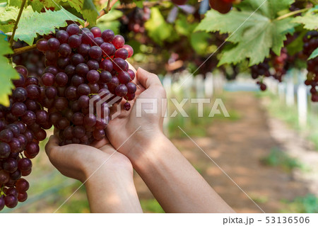 Woman asian farmer hold a bunch of fresh grapes 53136506
