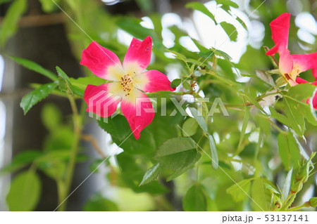 バラの花　カクテル 53137141