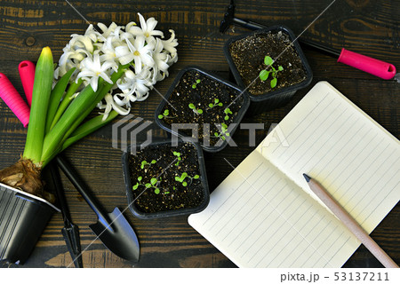 Top view of blank note list, hyacinth 53137211
