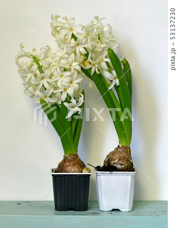 Greeting card with white hyacinth  53137230