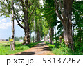北大ポプラ並木 53137267