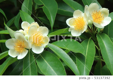自然 植物 イジュ、沖縄の初夏を代表する花。純白の花弁に鮮やかな黄色の雄しべ 自然 植物 イジュ、沖縄の初夏を代表する花。純白の花弁に鮮やかな黄色の雄しべ 53137392