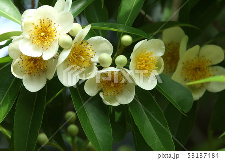 自然 植物 イジュ 沖縄の初夏を代表する花 こちらは五月初旬の石垣島 少し盛りを過ぎつつある の写真素材