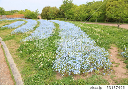 ネモフィラの花 53137496