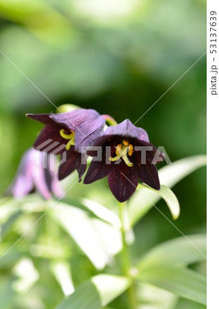 北大のクロユリ 北大のクロユリ 53137639