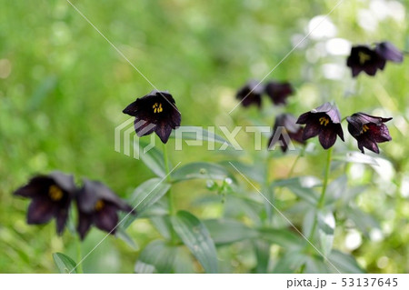 北大のクロユリ 53137645