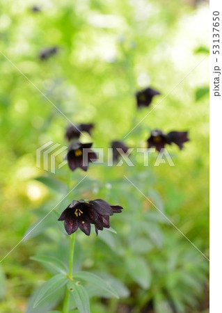 北大のクロユリ 53137650