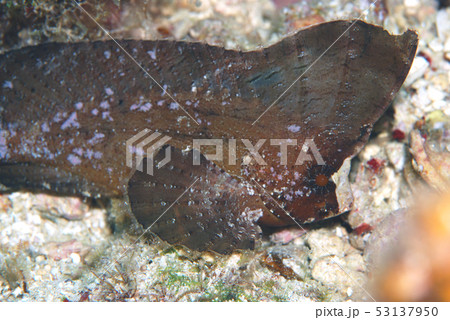 ツマジロオコゼ 53137950