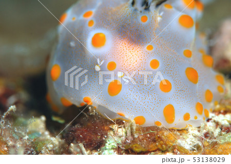 ウミウシにつく寄生虫 53138029