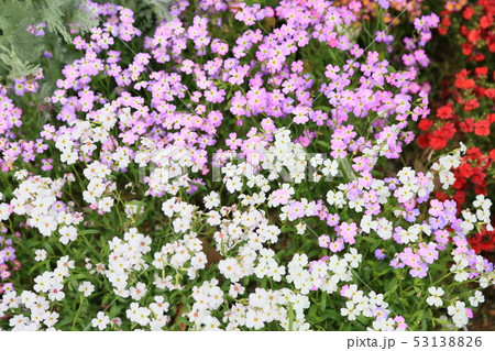 バージニアストックの花 53138826