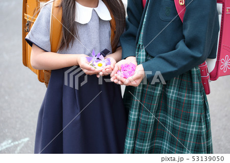 花を持つ小学生 花を持つ小学生 53139050