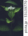 紫陽花 53139770