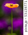 初夏の花 53139771