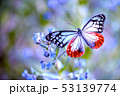 アサギマダラ 53139774