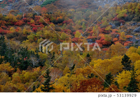 乗鞍紅葉 53139929