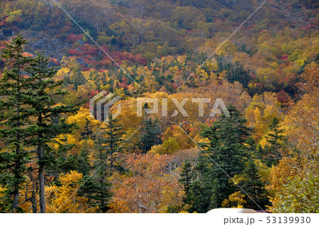 乗鞍岳紅葉 53139930