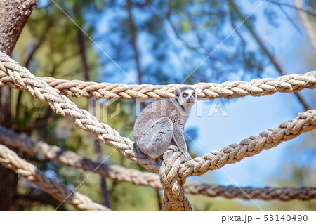 Ring Tailed Monkey Sitting On A Rope 53140490