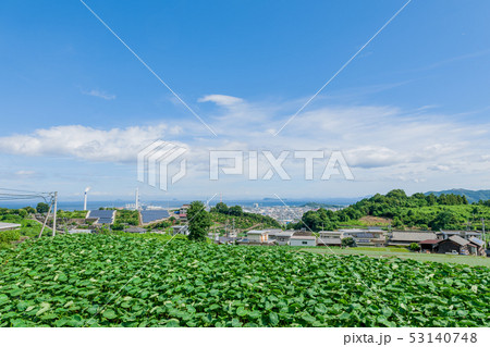 青空と里芋畑 53140748