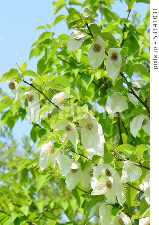 ハンカチノキの花と青空 ハンカチノキの花と青空 53141031