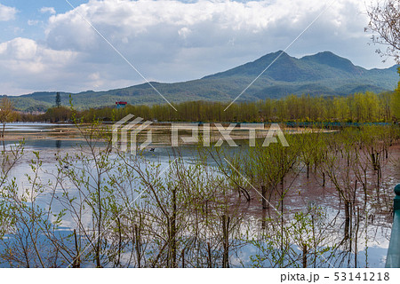 中国 チャイナ 磁器 53141218