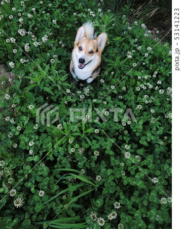 白詰草と一緒 白詰草と一緒 53141223