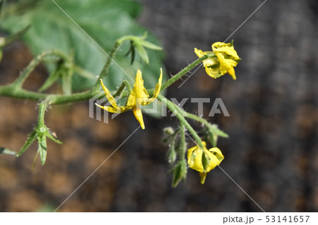 ミニトマトの花 53141657
