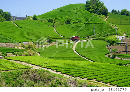 京都府・景観資産登録地域・和束町石寺の茶畑１７ 53141776