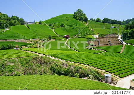 京都府・景観資産登録地域・和束町石寺の茶畑18 京都府・景観資産登録地域・和束町石寺の茶畑18 53141777