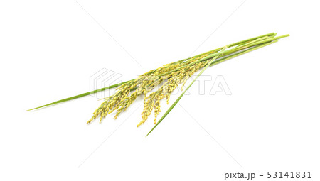 Ears of paddy rice grain isolated on white 53141831