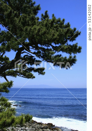 景勝地・伊豆半島の松 53142002